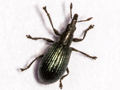 Perapion hydrolapathi